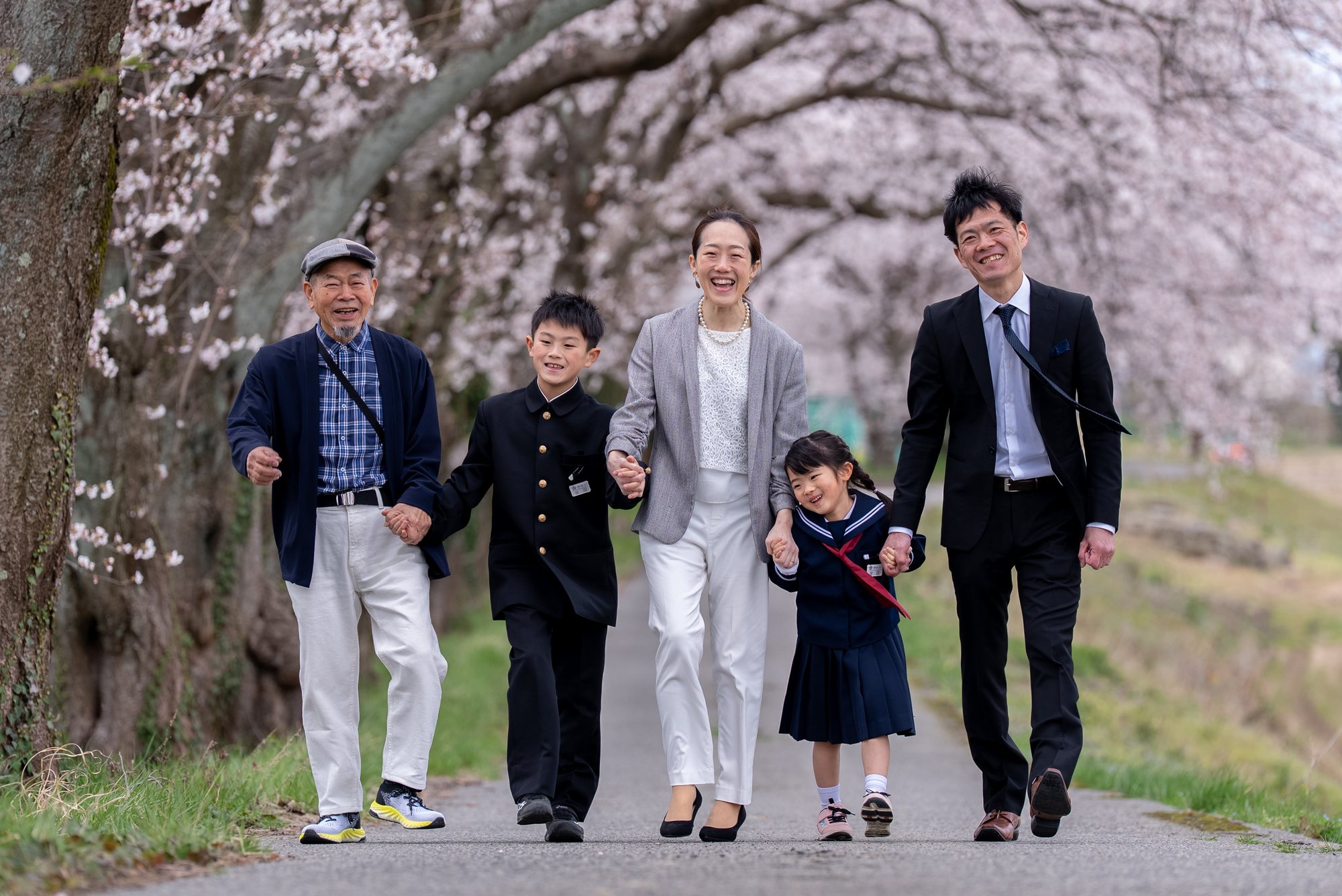 あわら市あらた坂の桜のトンネルを、手をつないで歩く三世代の家族